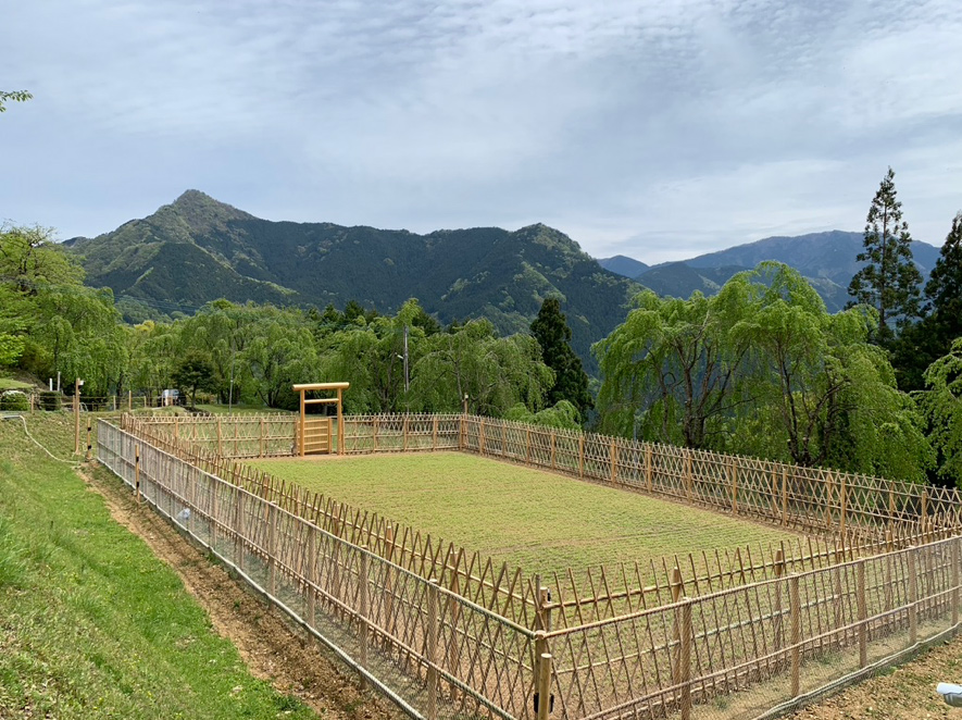 徳島県美馬市木屋平地区の麻栽培の様子(2019年5月　筆者撮影)